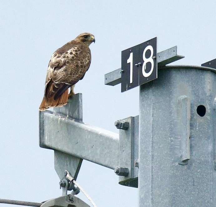 Red-tailed Hawk - ML619582154