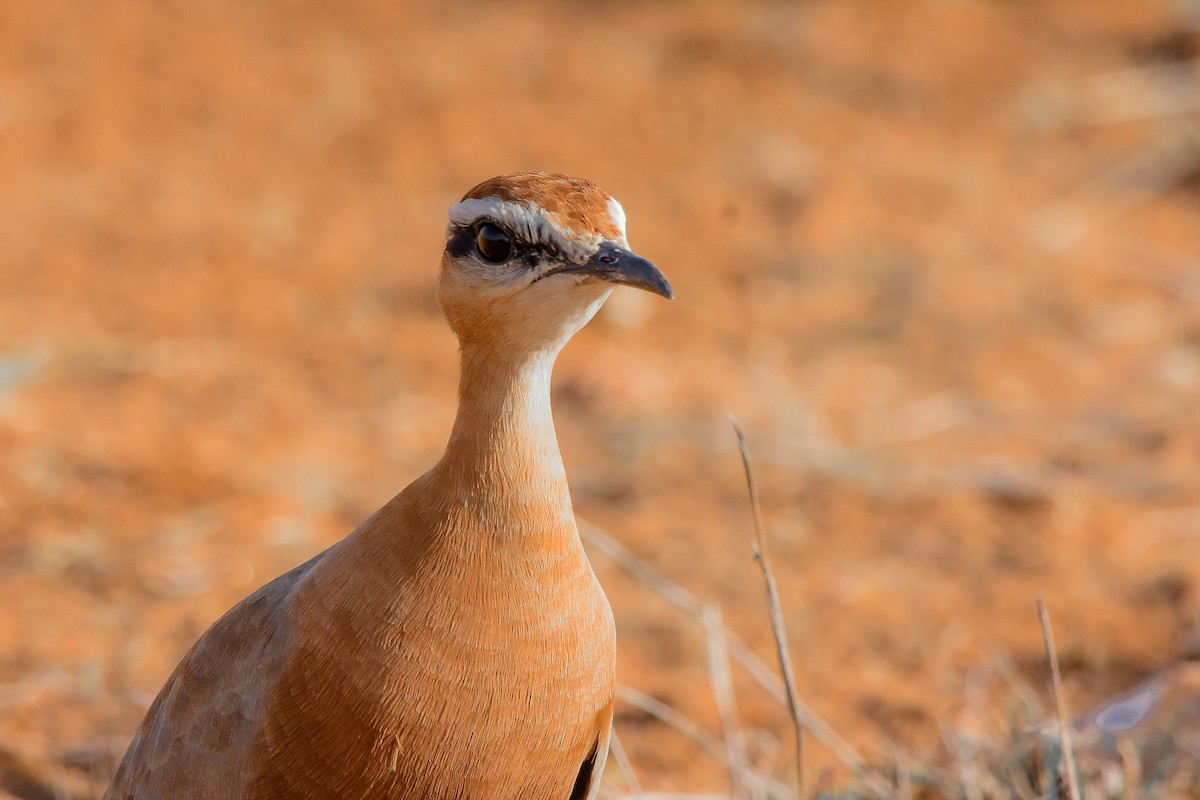 Indian Courser - ML619582296