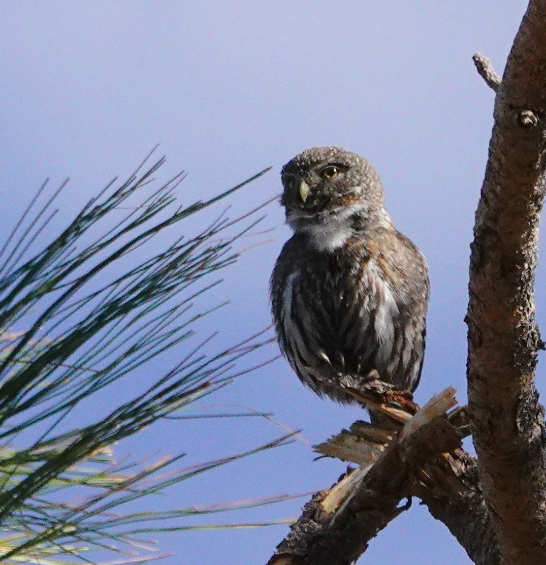 Northern Pygmy-Owl - ML619582300