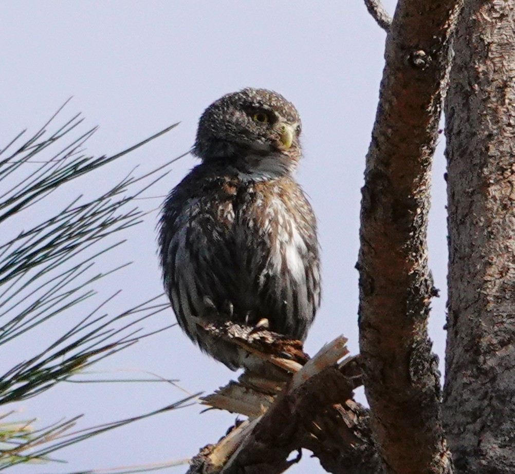 Northern Pygmy-Owl - ML619582301