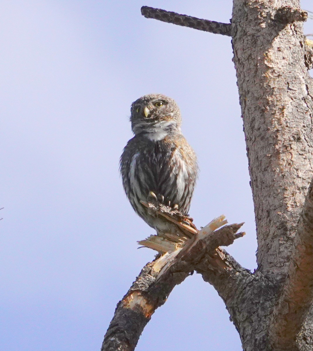 Northern Pygmy-Owl - ML619582302