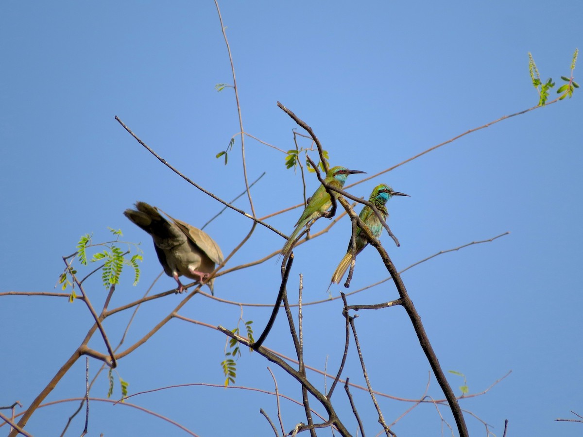 Arabian Green Bee-eater - ML619582309