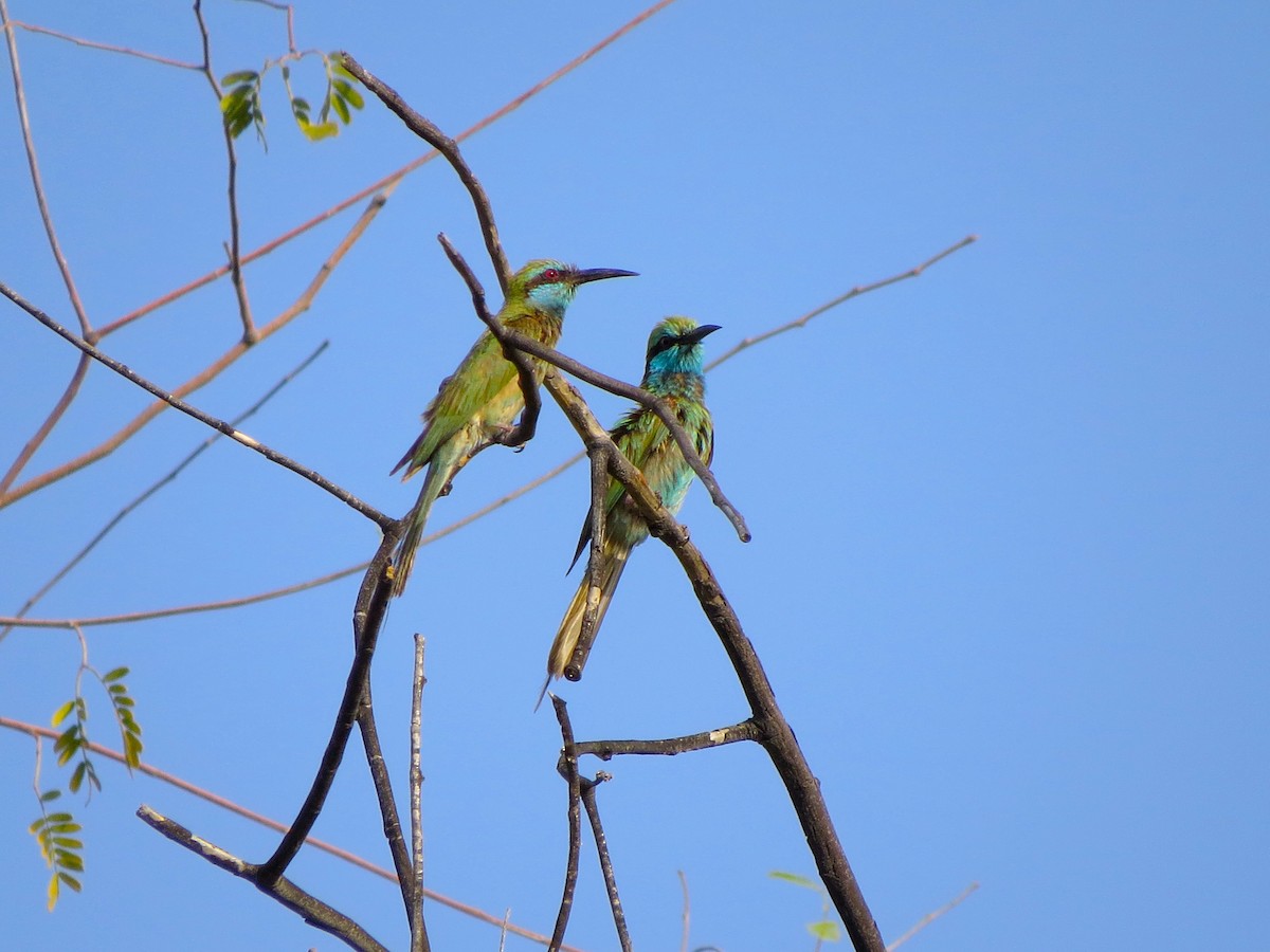 Arabian Green Bee-eater - ML619582311