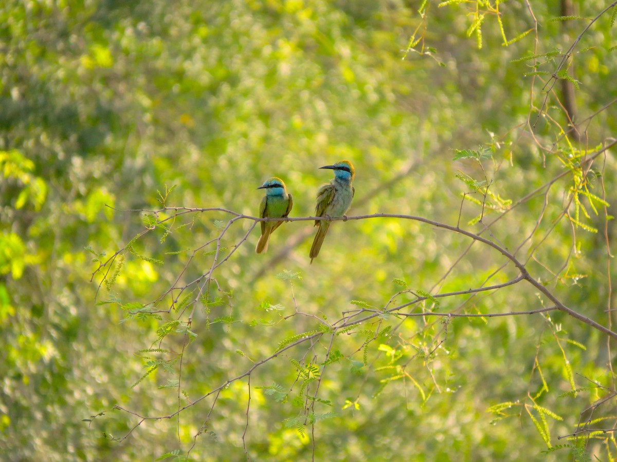 Arabian Green Bee-eater - ML619582312