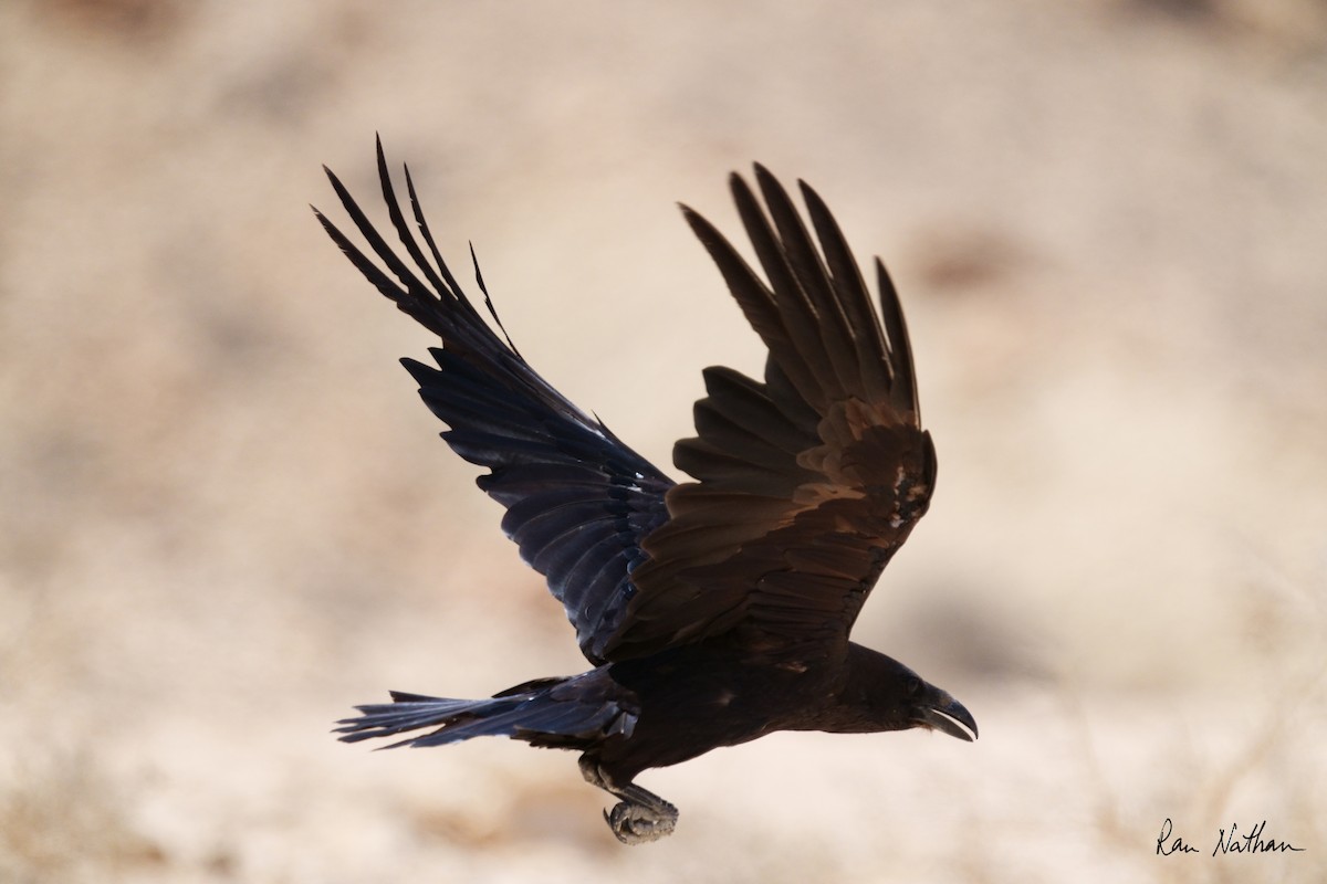 Brown-necked Raven - ML619582333