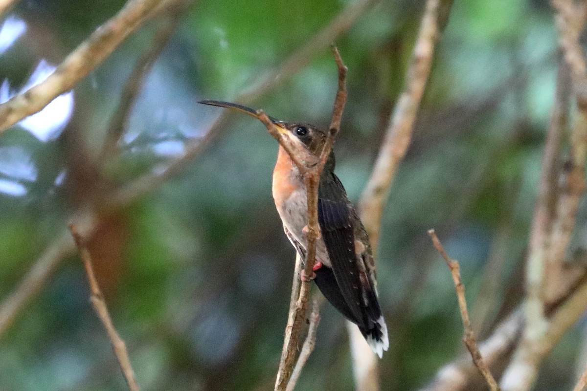 Rufous-breasted Hermit - ML619582366
