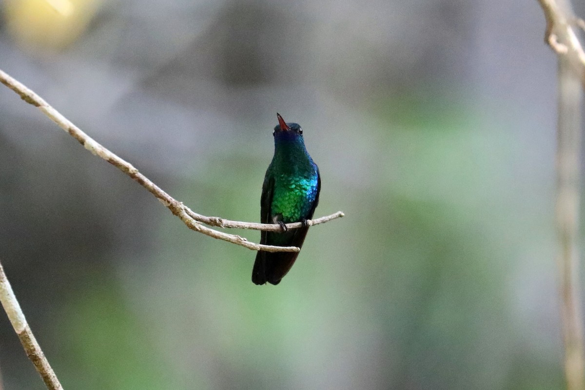 kolibřík modrobradý - ML619582375