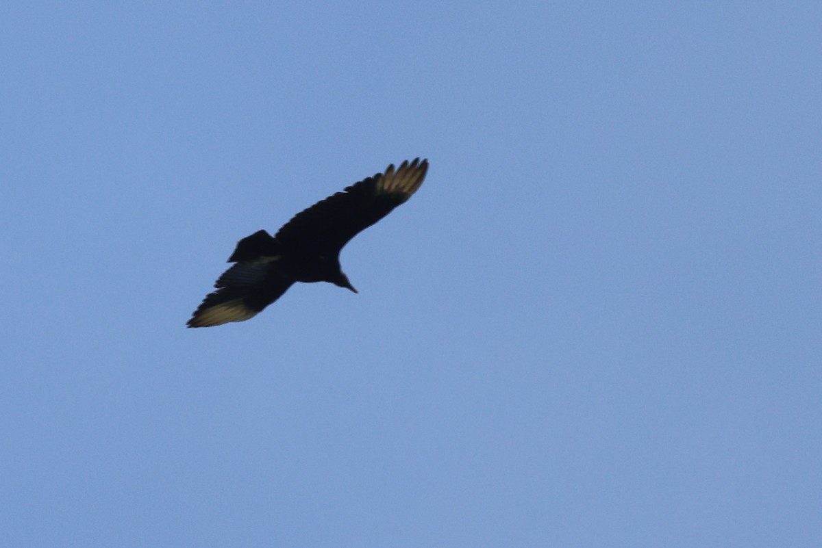 Black Vulture - ML619582383