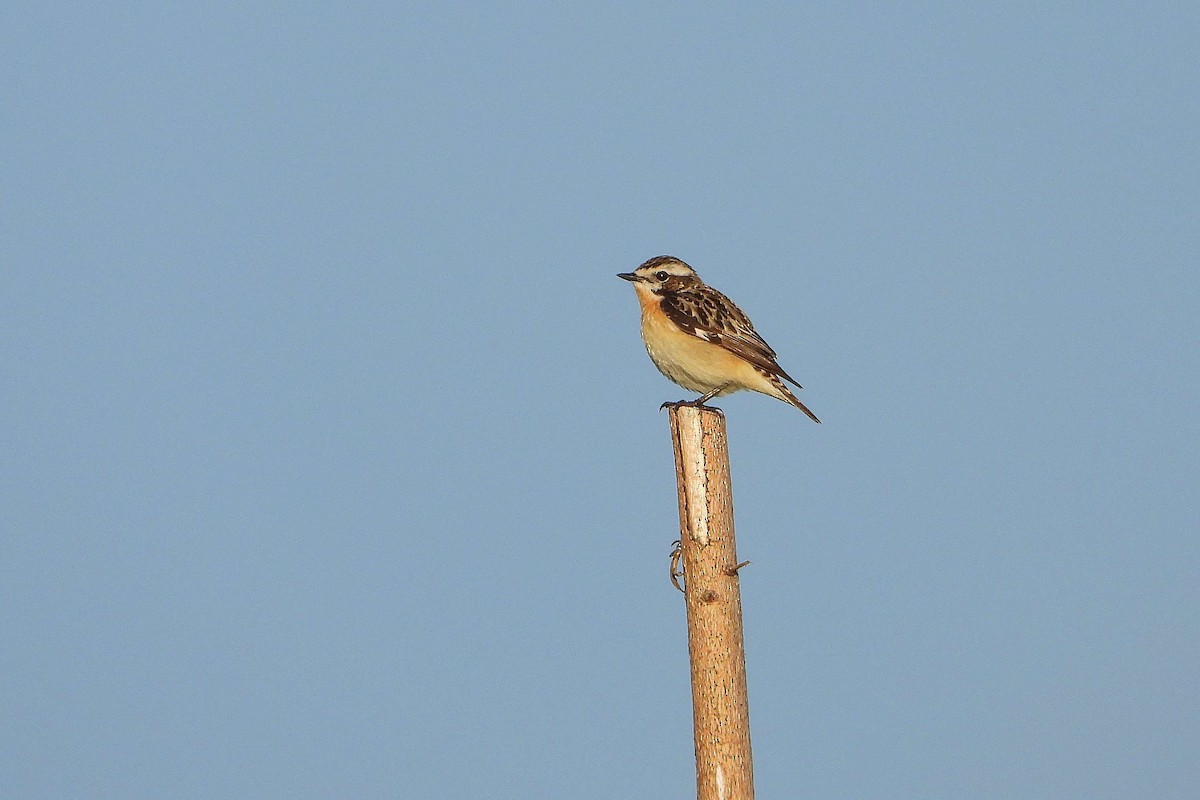 Whinchat - ML619582402