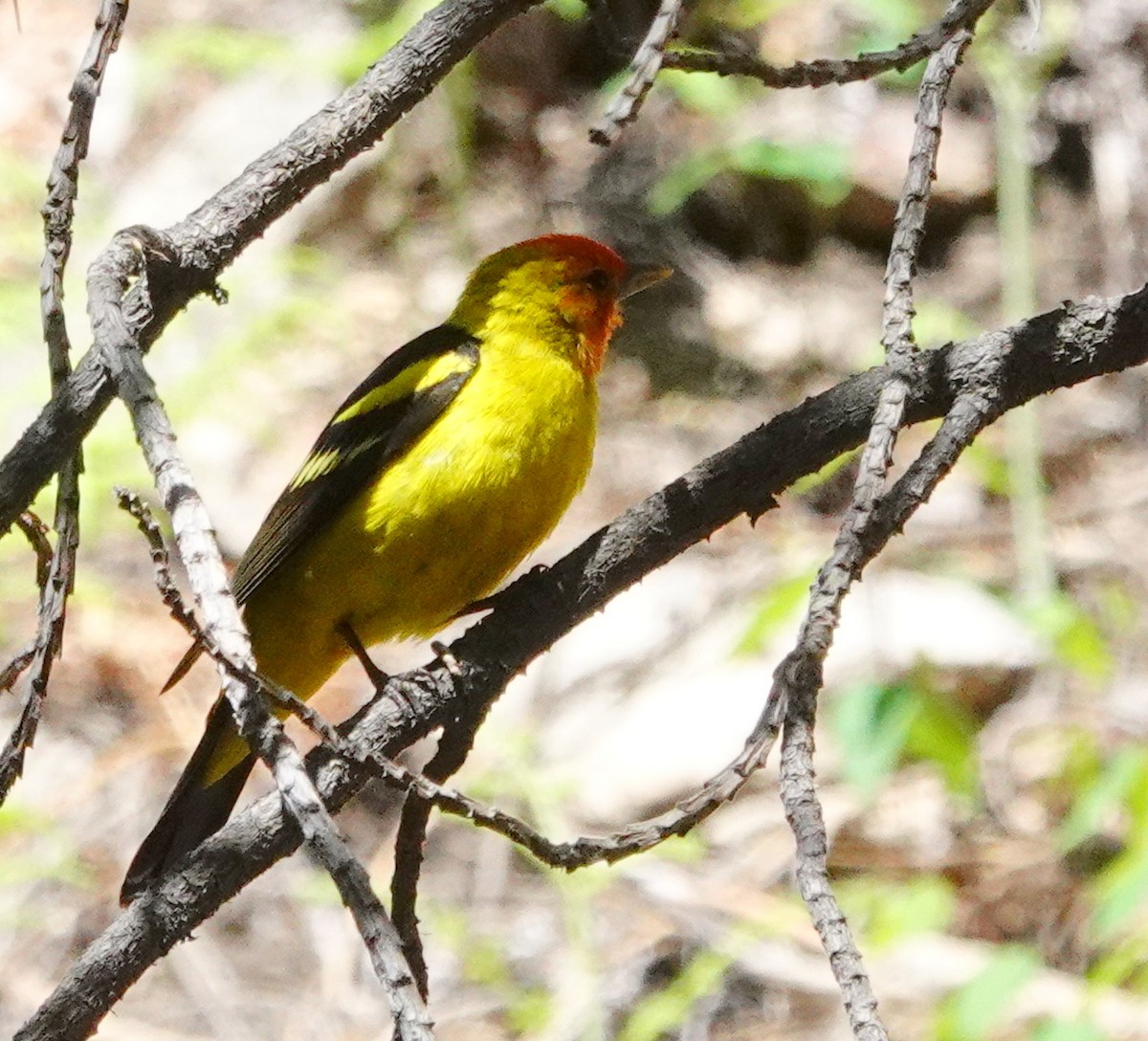 Western Tanager - ML619582404