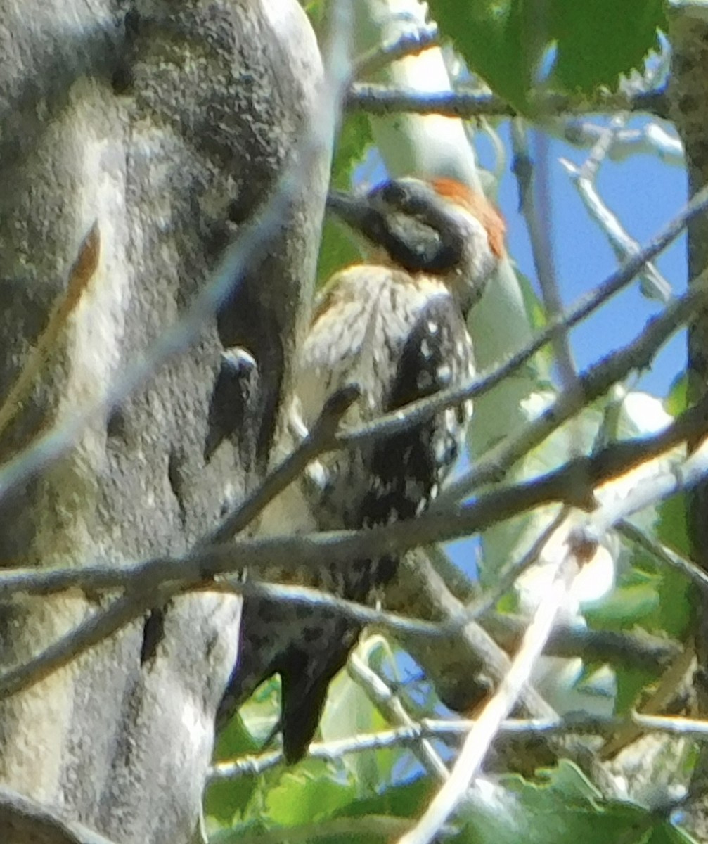 Ladder-backed Woodpecker - ML619582425