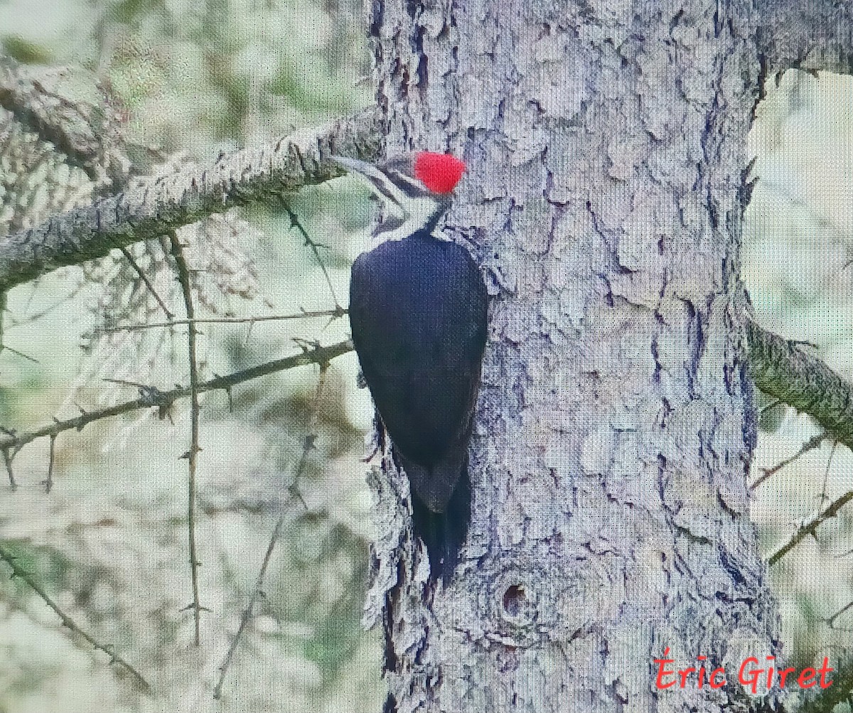 Pileated Woodpecker - ML619582466