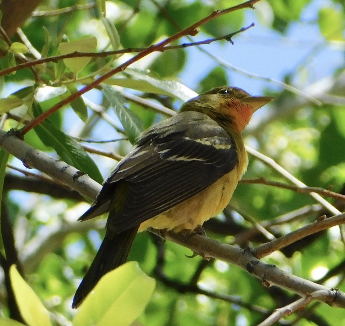 Western Tanager - ML619582494