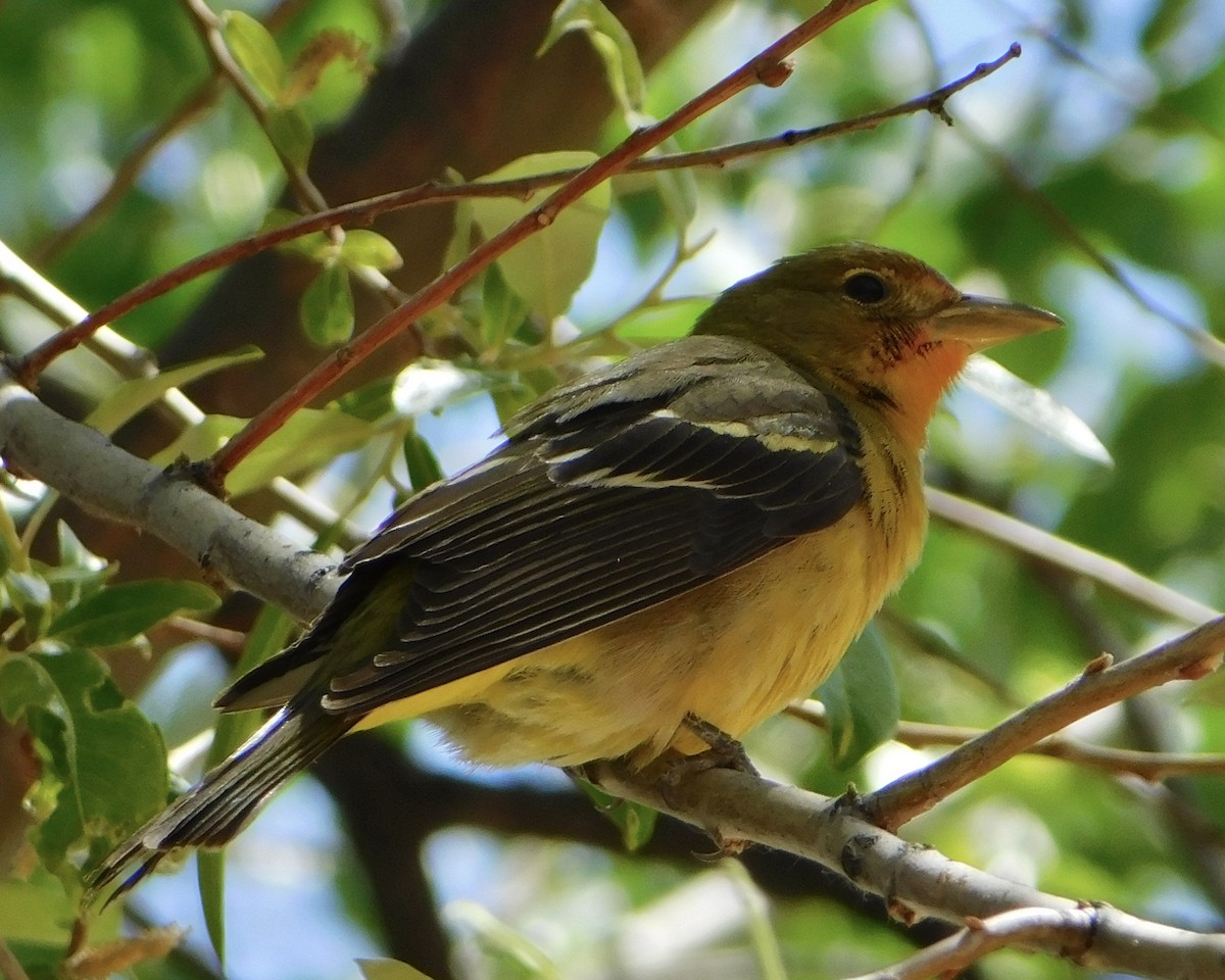 Western Tanager - ML619582495