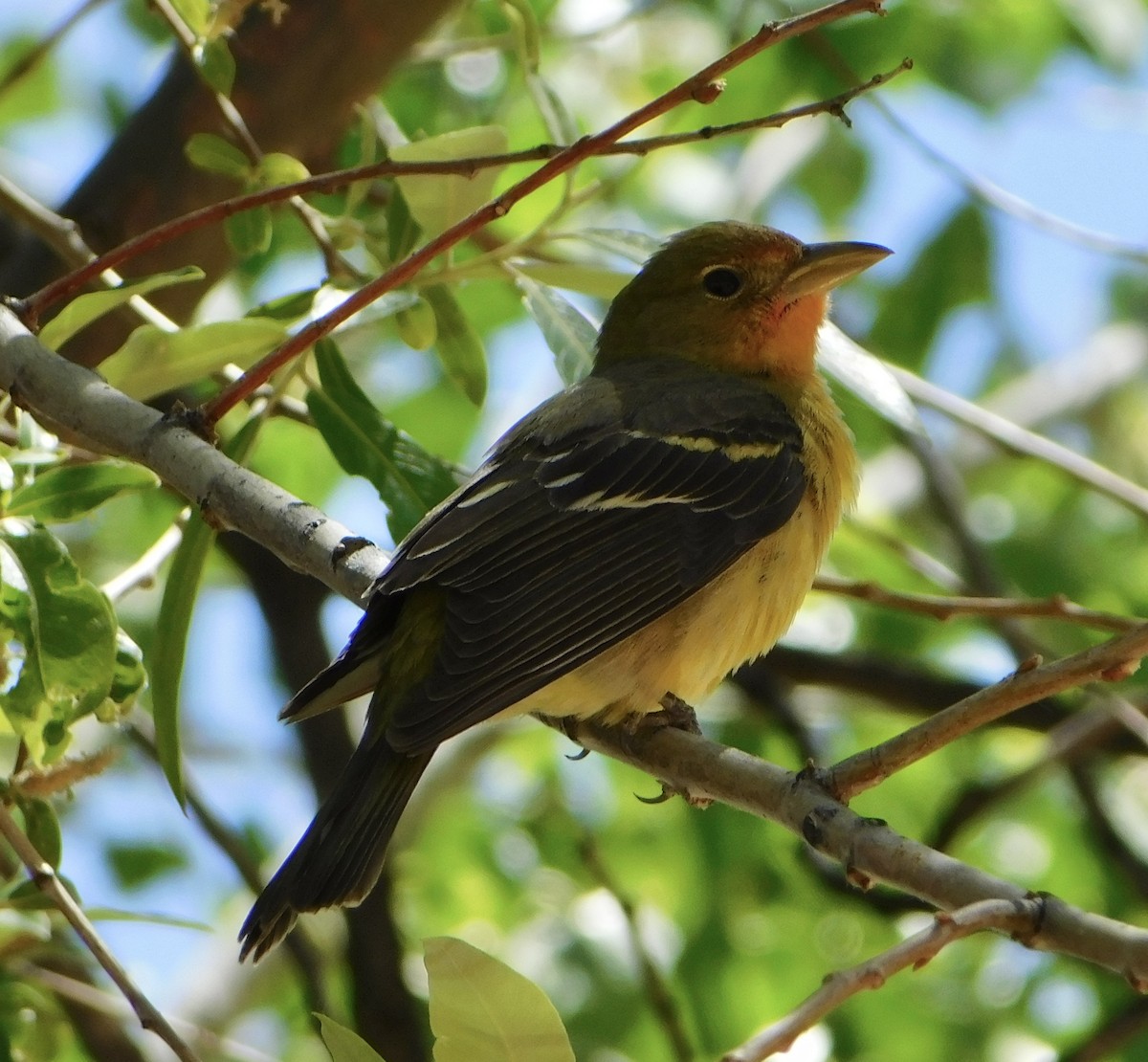 Western Tanager - ML619582497