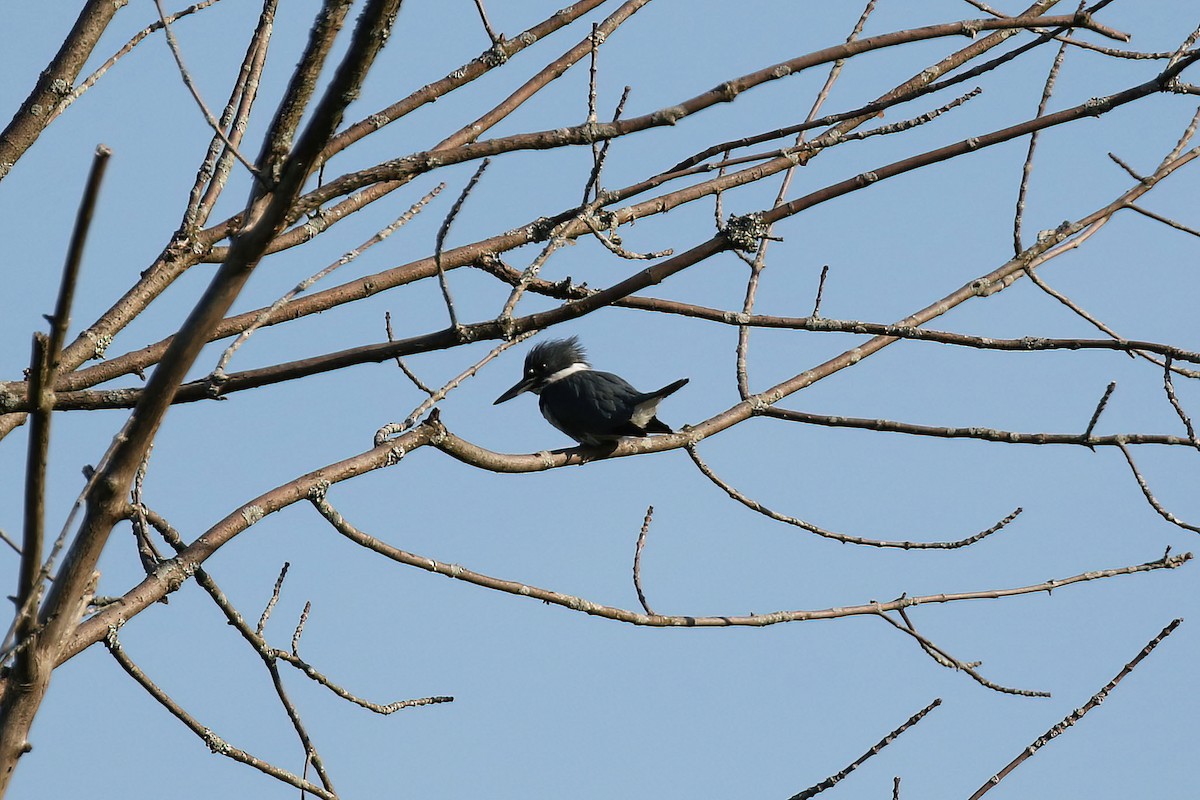 Belted Kingfisher - ML619582656