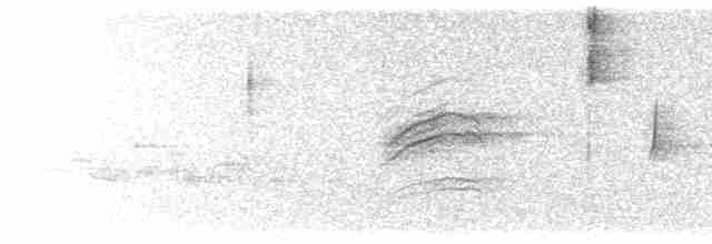 Дрізд-короткодзьоб плямистоволий - ML619582662
