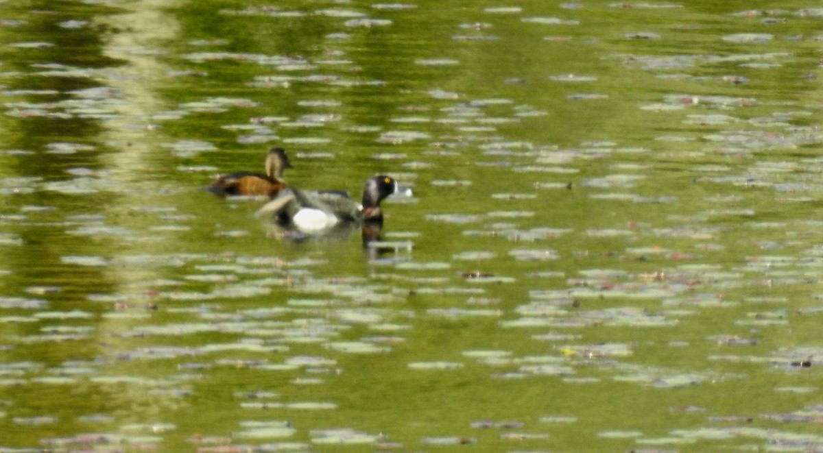 Ring-necked Duck - ML619582669