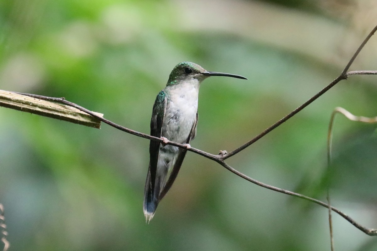kolibřík pralesní - ML619582693
