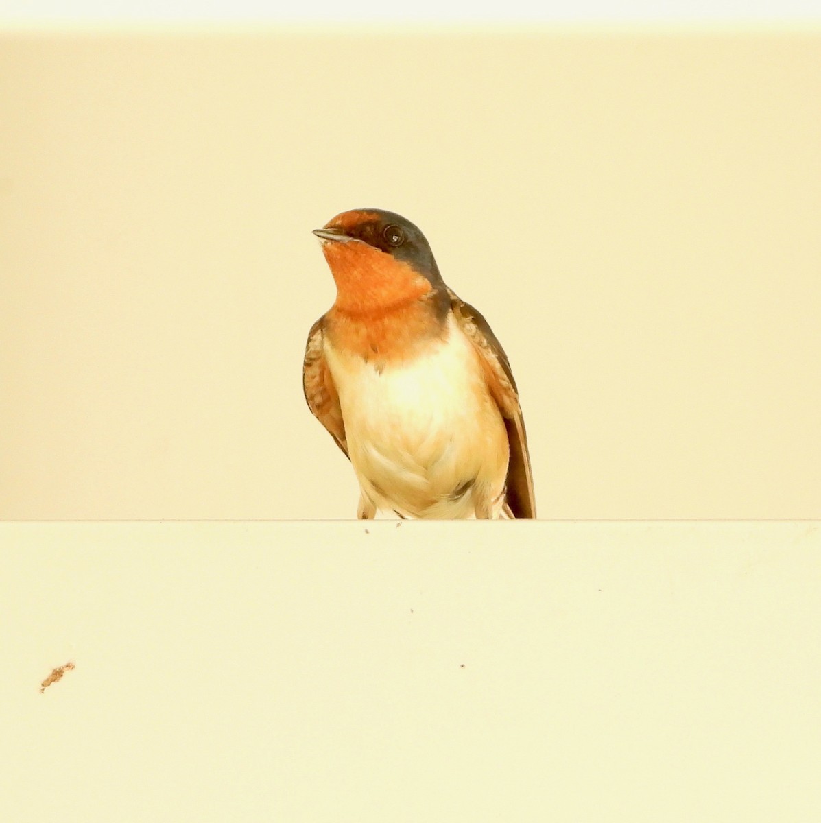 Barn Swallow - ML619582777