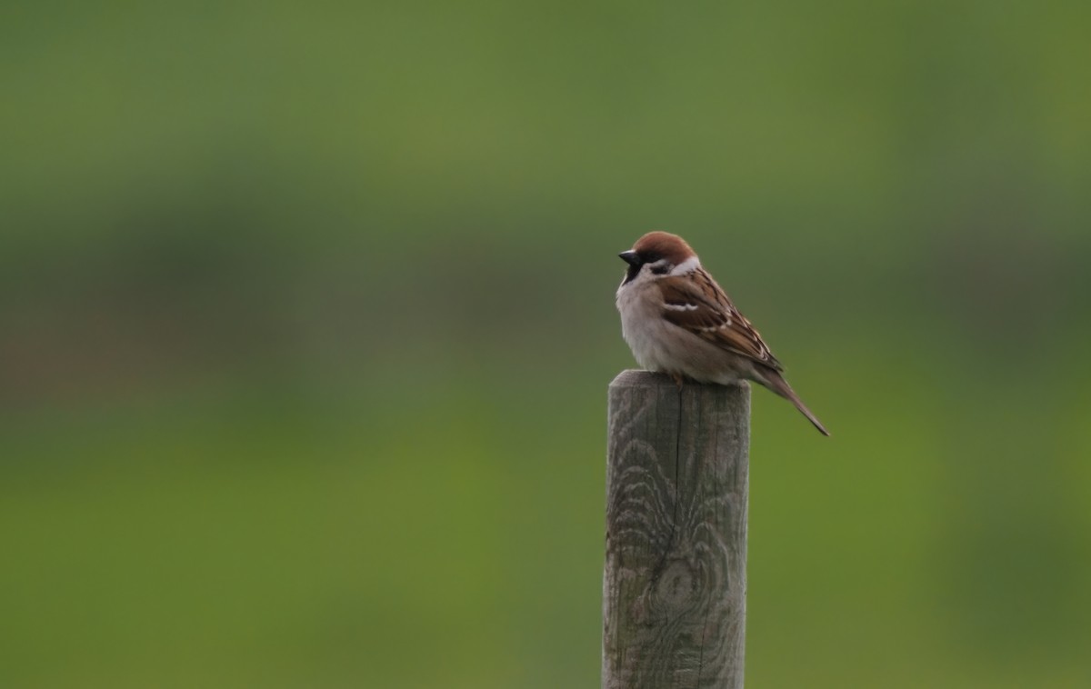 Eurasian Tree Sparrow - ML619582778