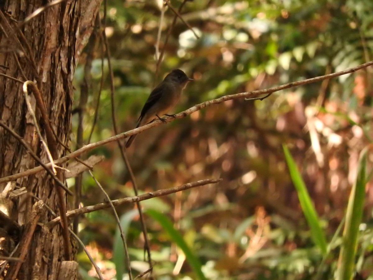 Southern Tropical Pewee - ML619582803