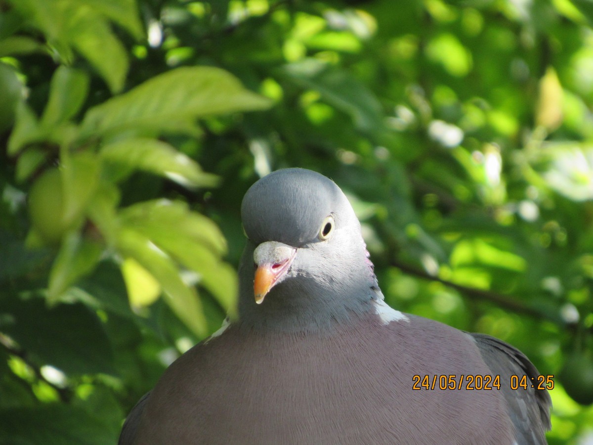 Common Wood-Pigeon - ML619582861