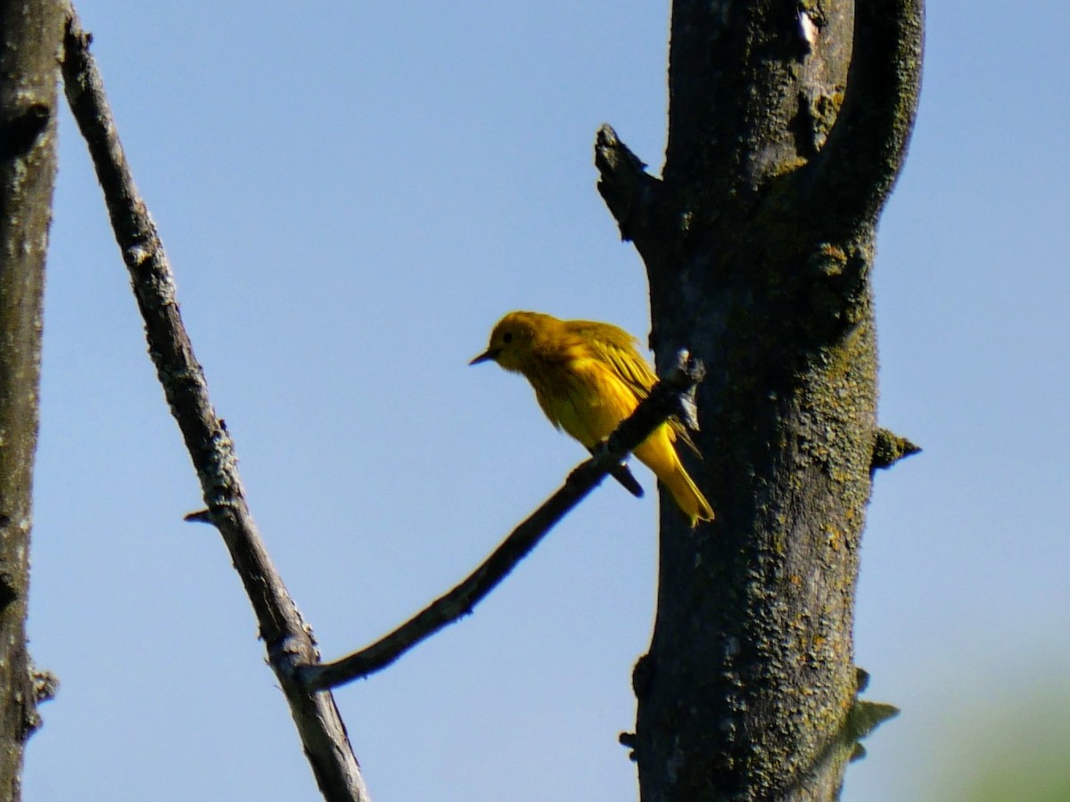 Yellow Warbler - ML619582893
