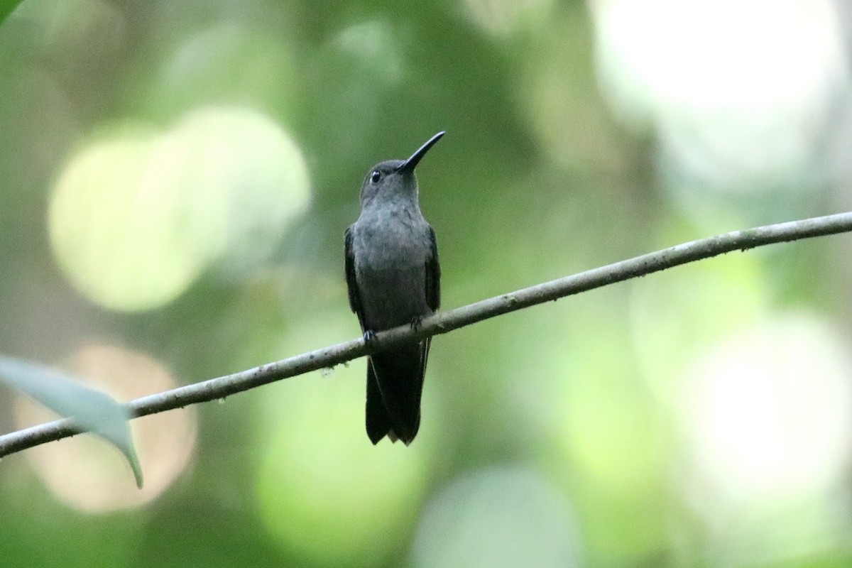 kolibřík temný - ML619582907
