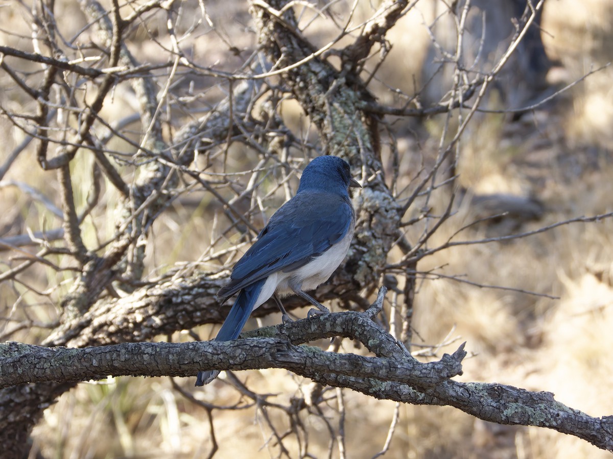 Mexican Jay - ML619582958