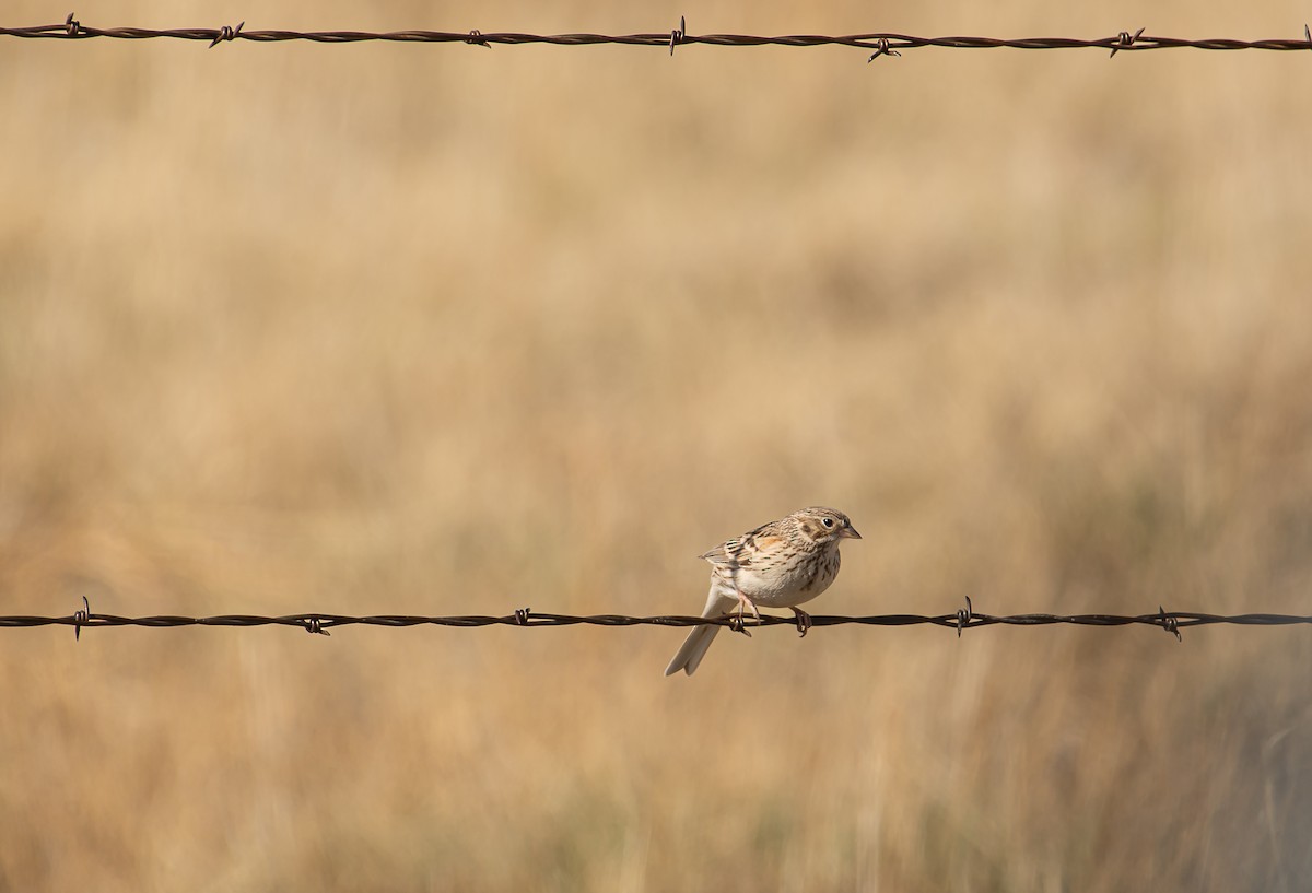 Grasshopper Sparrow - ML619582961