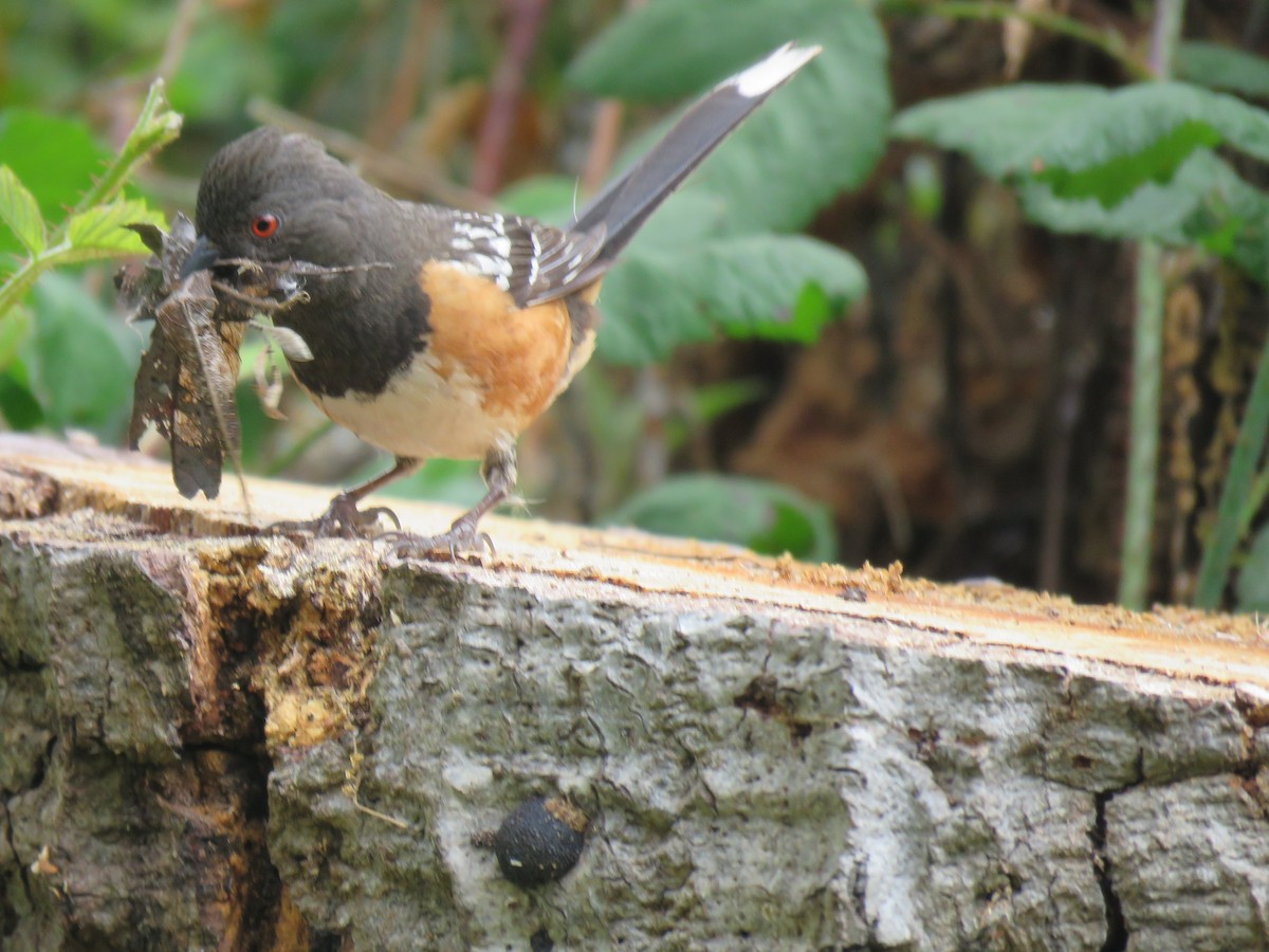 Spotted Towhee - ML619582999