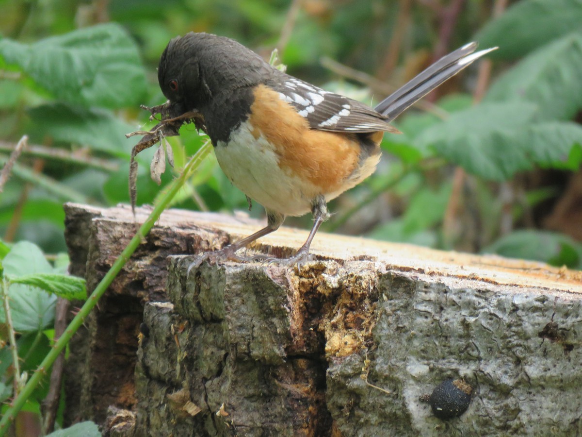 Spotted Towhee - ML619583000
