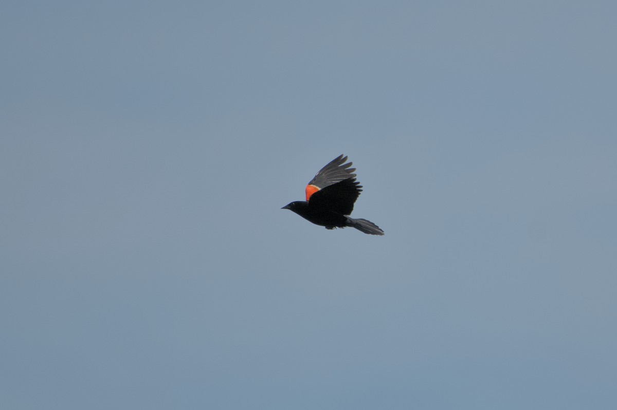 Red-winged Blackbird - ML619583009