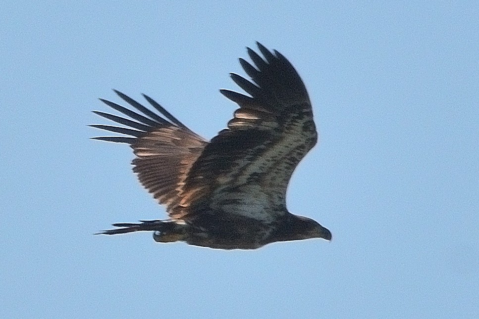 Bald Eagle - ML619583027