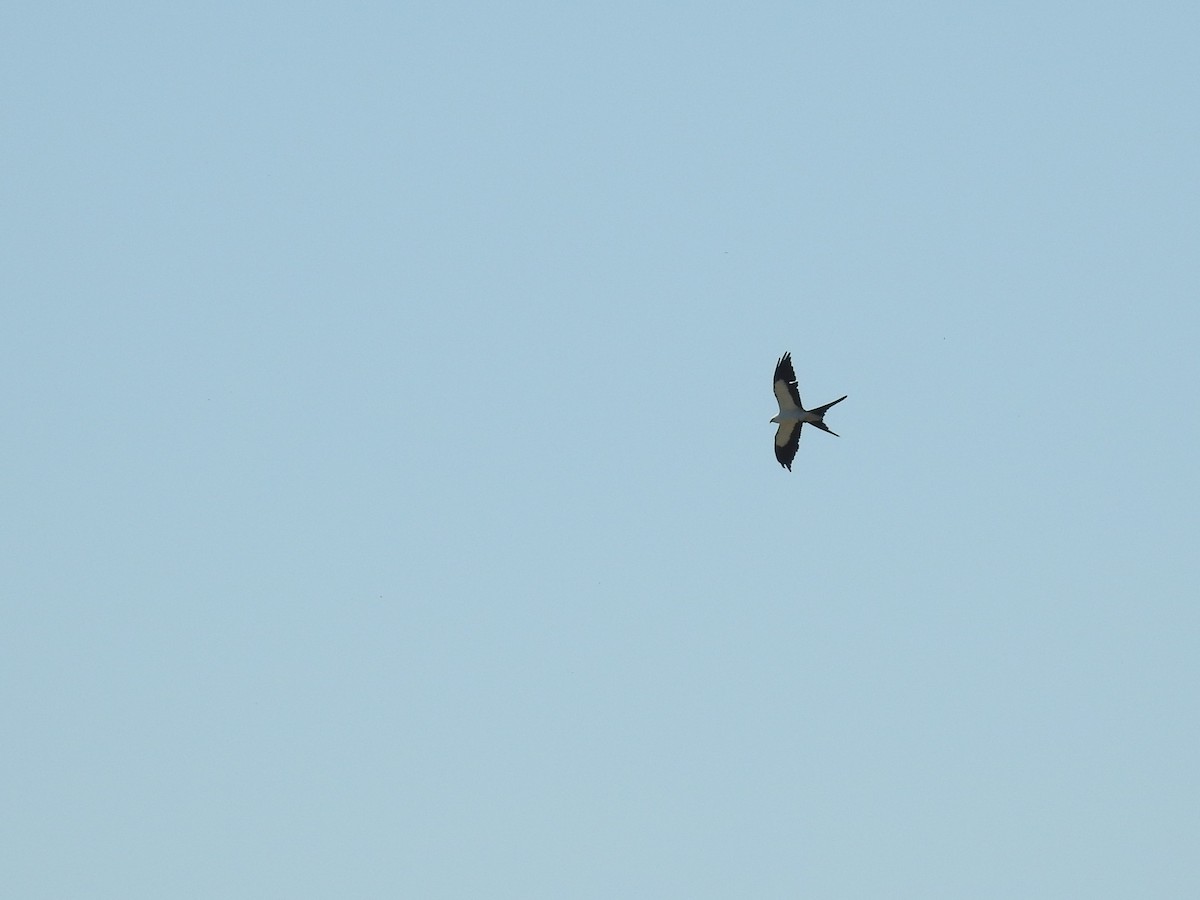 Swallow-tailed Kite - ML619583080