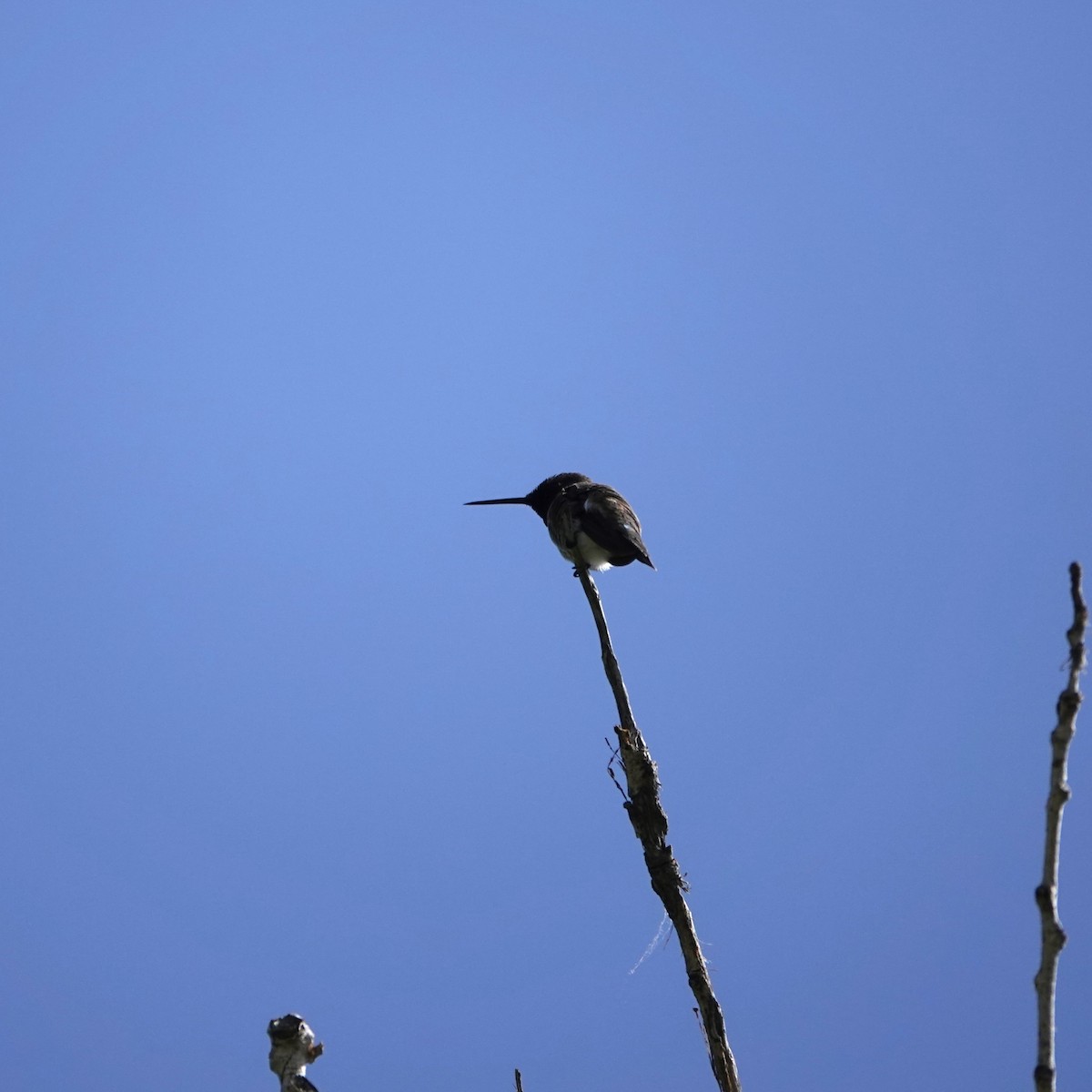 Kara Boğazlı Kolibri - ML619583096