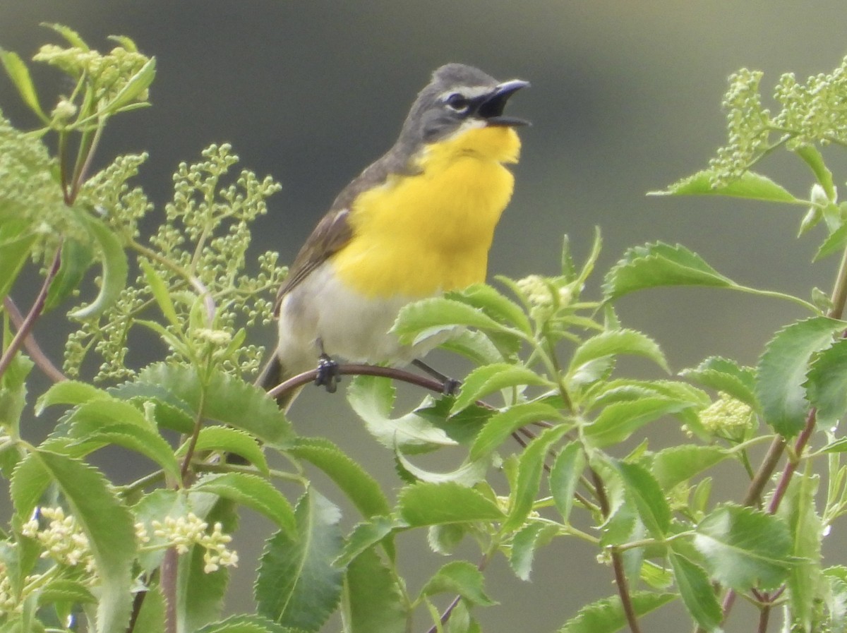 Yellow-breasted Chat - ML619583102
