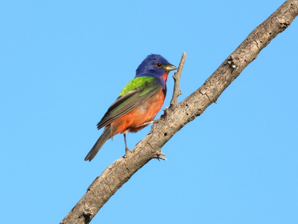Painted Bunting - ML619583106