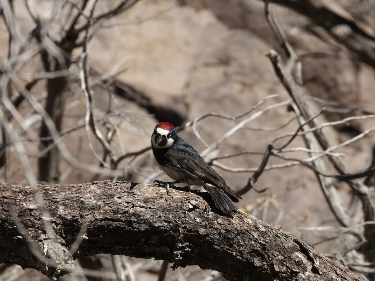 Acorn Woodpecker - ML619583151