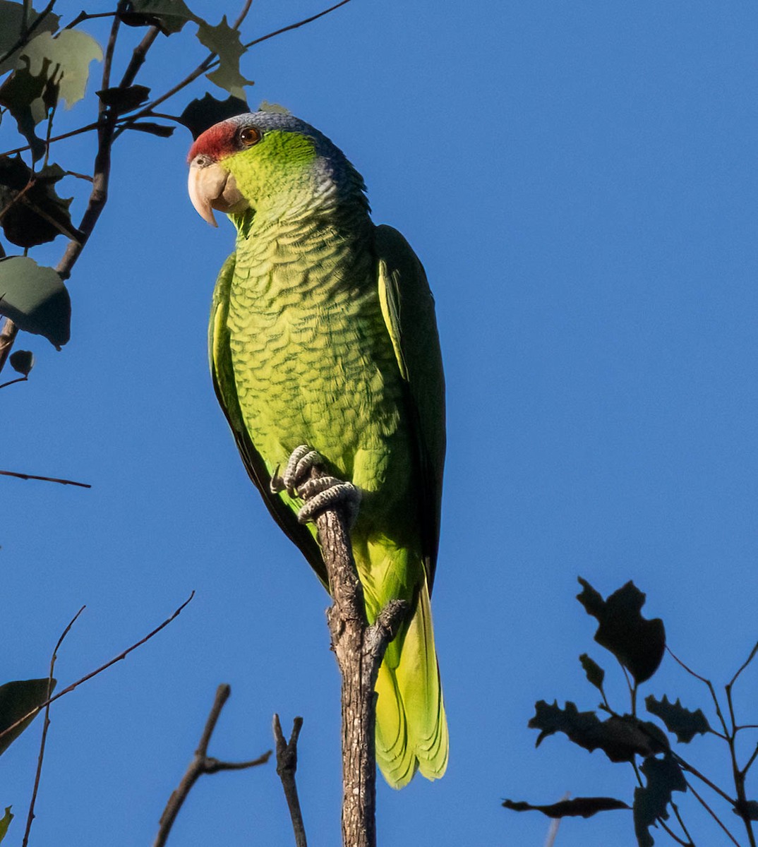 Red-crowned Parrot - ML619583187