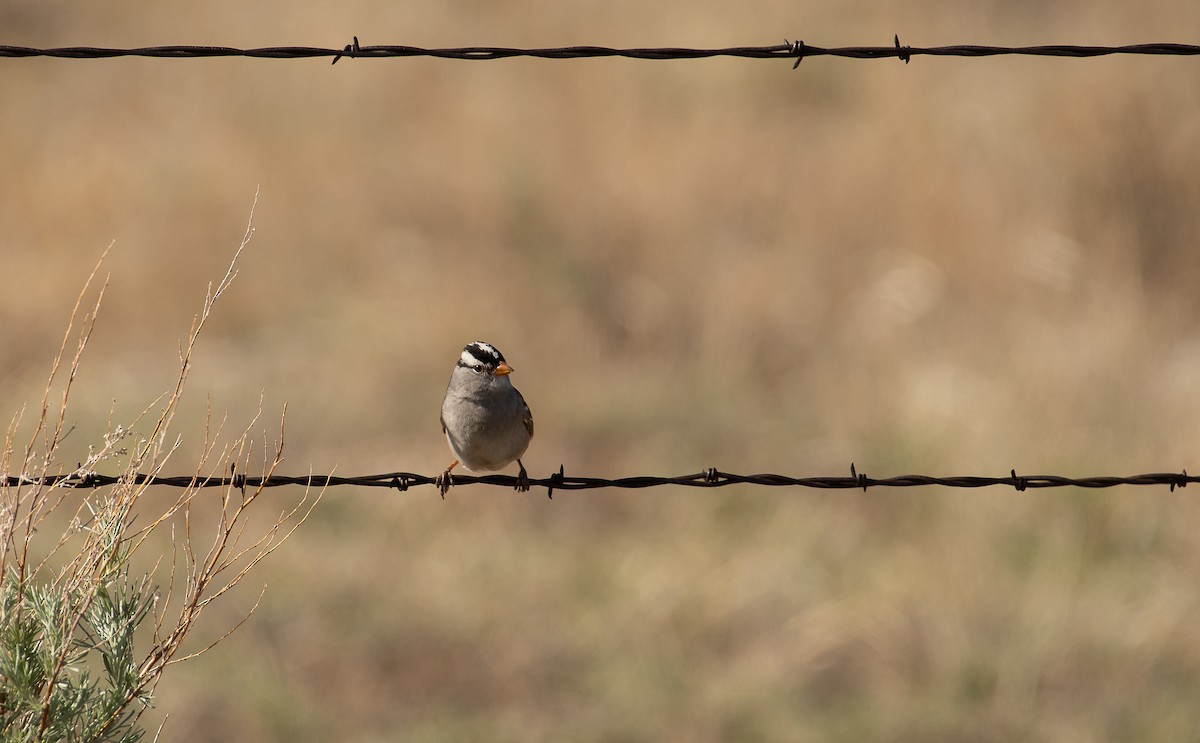 White-crowned Sparrow (Gambel's) - ML619583190