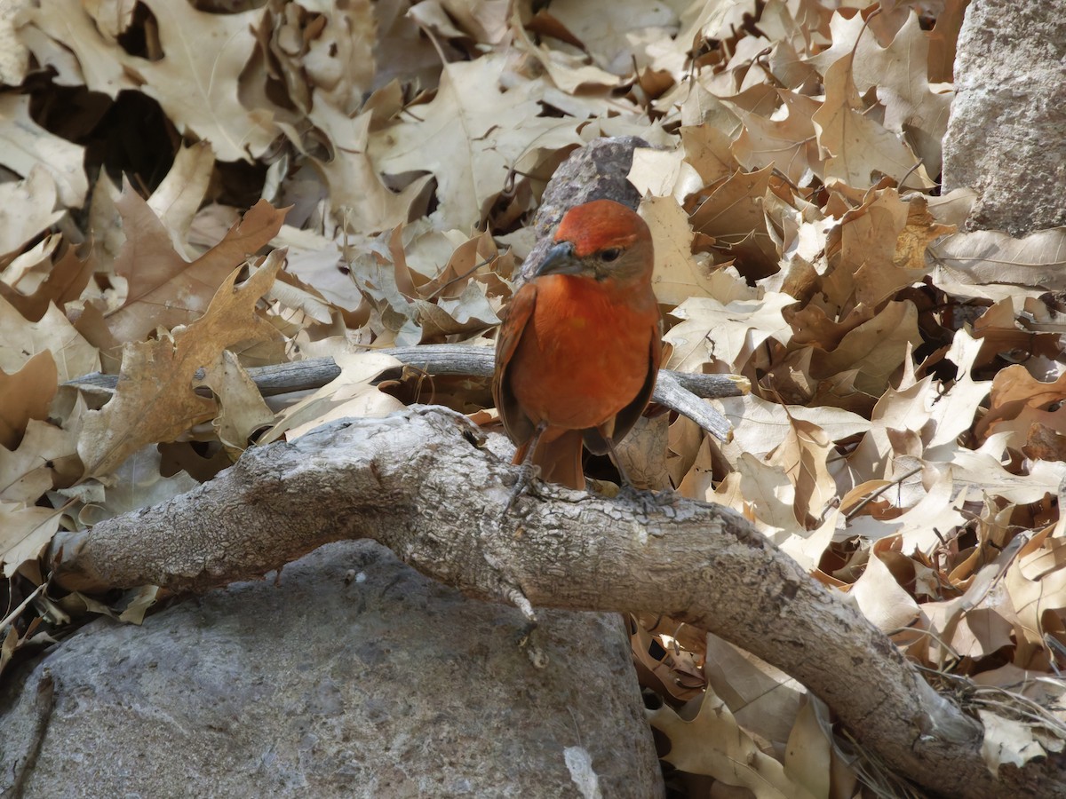 Hepatic Tanager (Northern) - ML619583219