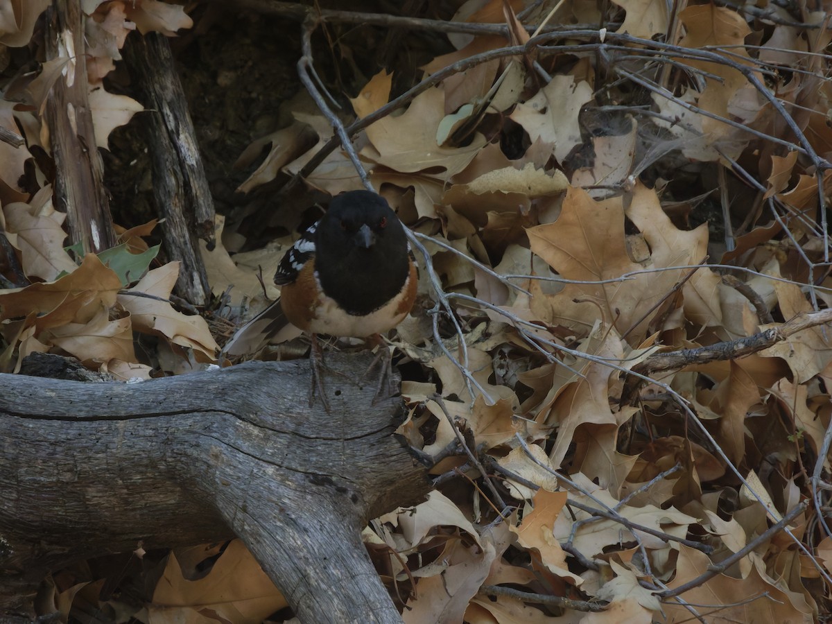Spotted Towhee - ML619583240