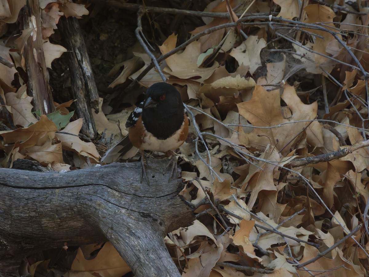 Spotted Towhee - ML619583241