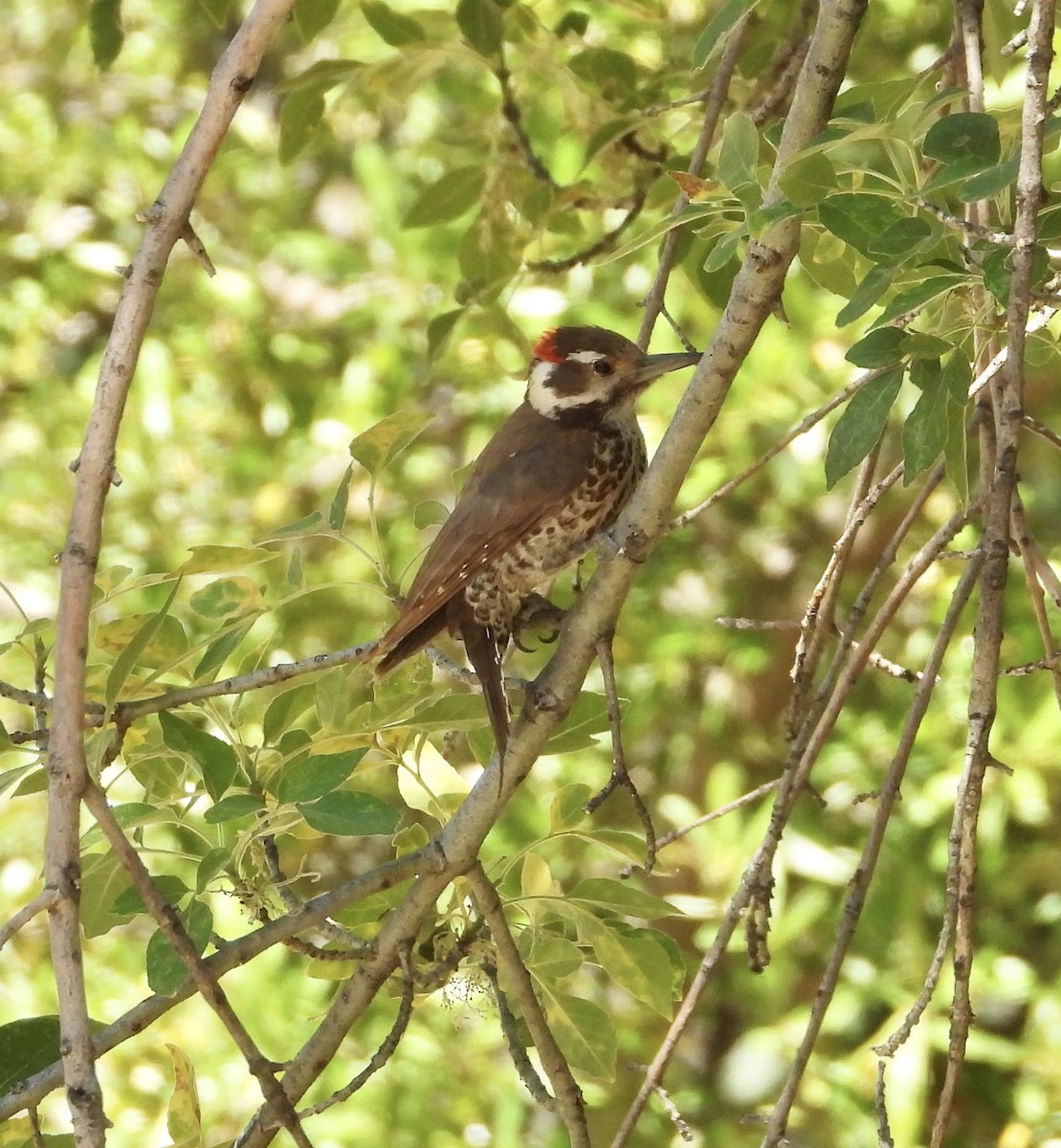 Arizona Woodpecker - ML619583257