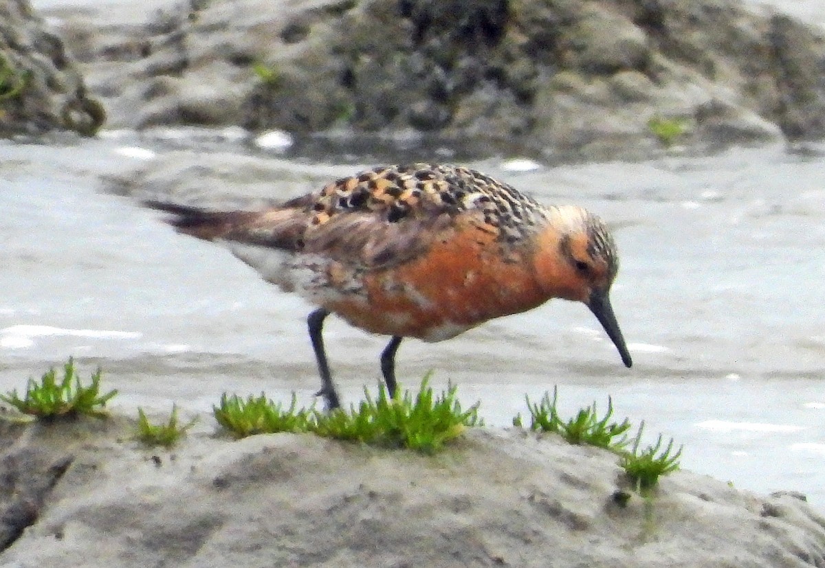 Red Knot - ML619583268