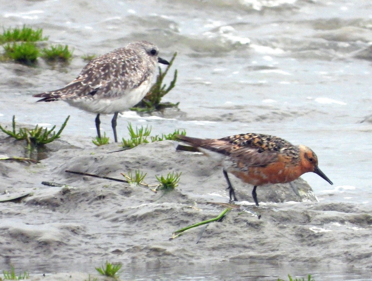 Red Knot - ML619583269