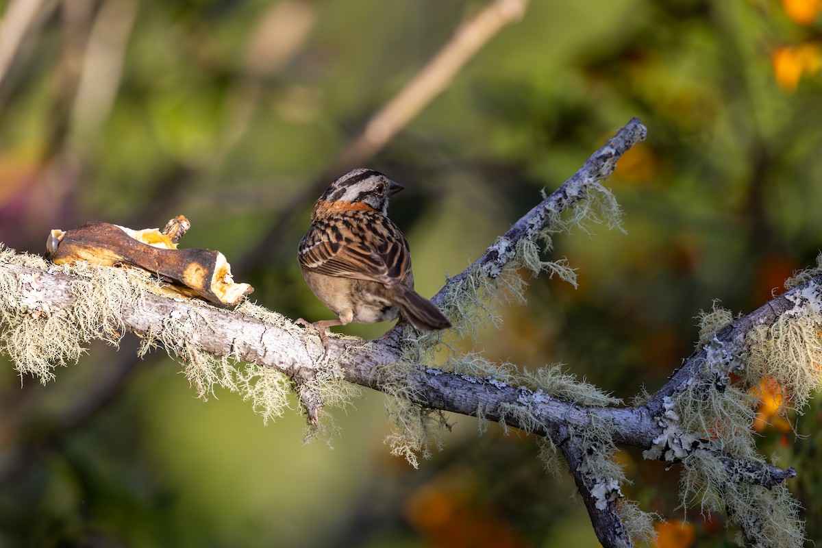 Rufous-collared Sparrow - ML619583311