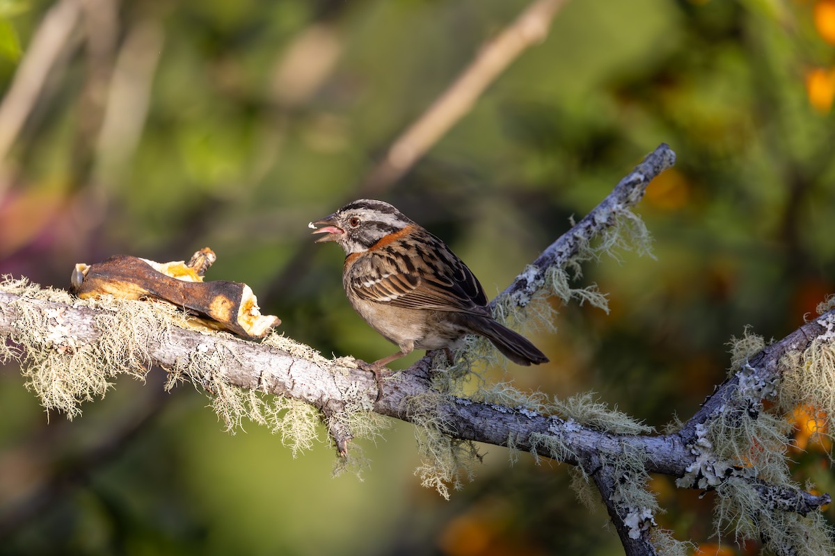Rufous-collared Sparrow - ML619583313